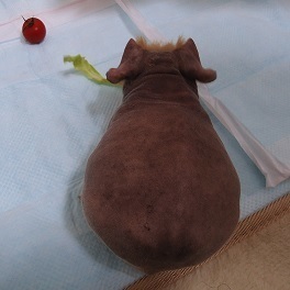 もすの尻.jpg