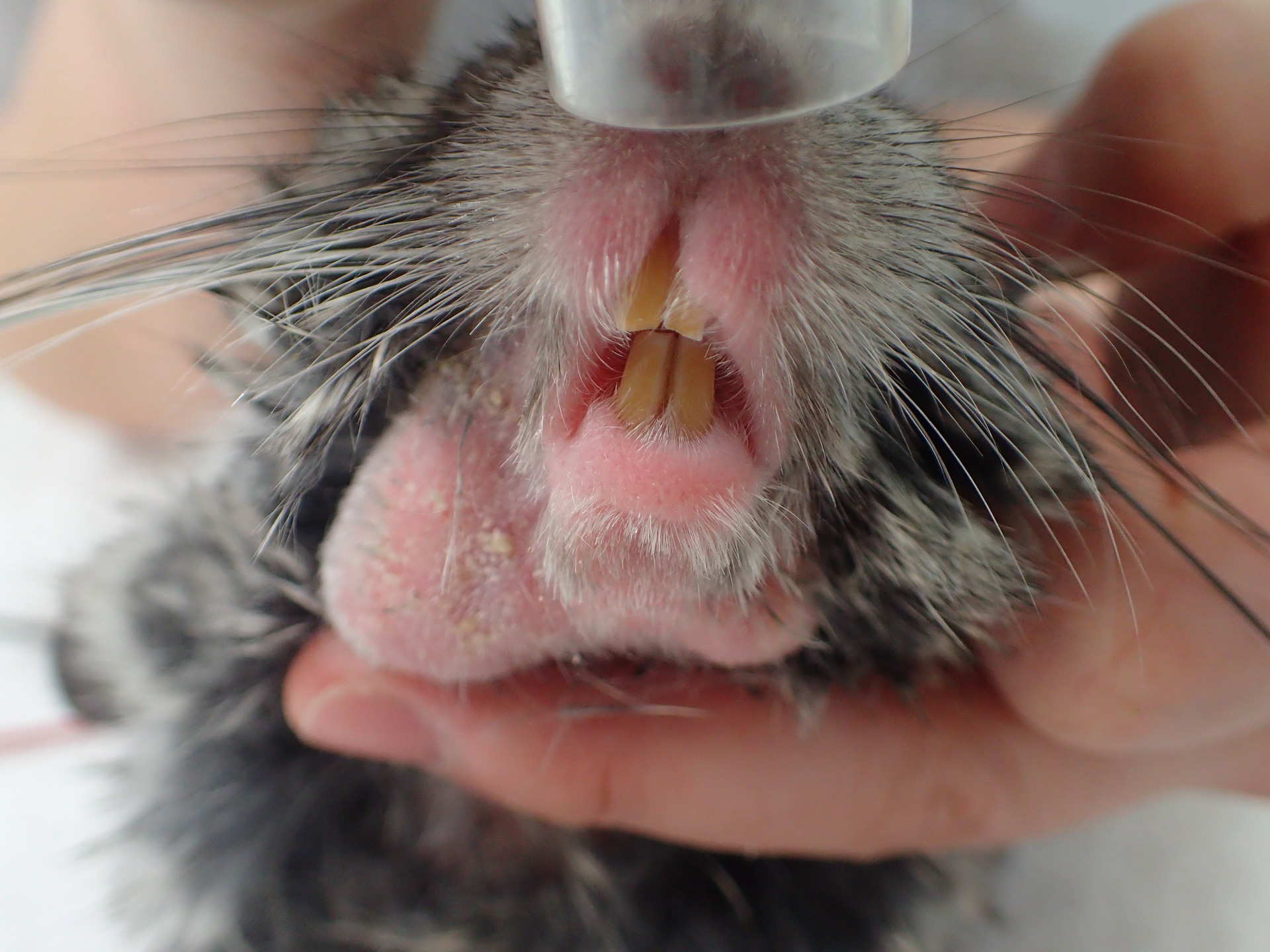 チンチラの顔が腫れている チンチラの根尖膿瘍 小泉ネスト動物病院ブログ